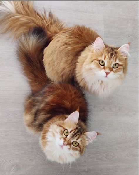 Golden Siberian Cat, Golden Tabby Cat, Biggest House, Golden Tabby, Siberian Forest Cat, Siberian Forest, Cats Tattoo, Golden Cat, Food Cat