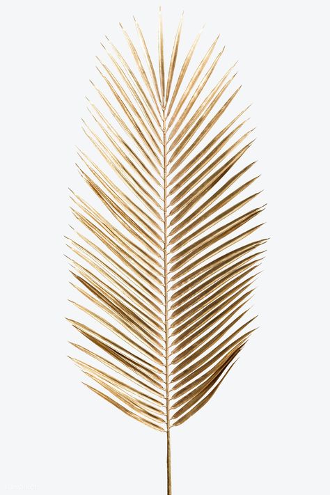 Areca palm leaf painted in gold on an off white background | premium image by rawpixel.com / Teddy Rawpixel Off White Background, Coconut Leaves, Gold Art Painting, Areca Palm, Gold Stickers, Pop Art Wallpaper, Gold Background, Deco Floral, Leaf Wallpaper