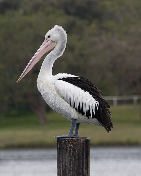 Australian Pelican have the largest bill in the avian world! Australian Pelican, Pelican Drawing, Pelican Tattoo, Pelican Photos, Melbourne Zoo, Pelican Art, Wild Sea, Pelican Bird, Marine Wildlife