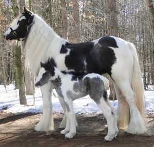 Clysdale Horse, Baby Horse, Clydesdale Horses, Most Beautiful Horses, Baby Horses, Most Beautiful Animals, Majestic Horse, Clydesdale, White Horses