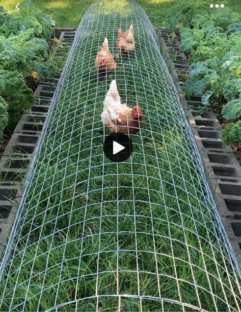 Chicken Tunnels, Chicken Perches, Chicken Roost, Chicken Coop Garden, Backyard Chicken Coop Plans, Backyard Chicken Farming, Coop Design, Vegetable Garden Diy, Chicken Garden