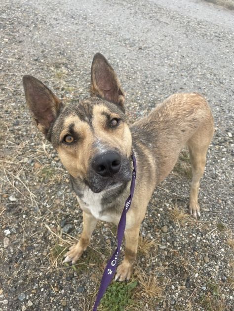 Dog for adoption - CHARLIE the Playful, a Belgian Shepherd / Malinois & Basenji Mix in Sherman Oaks, CA | Petfinder Belgian Shepherd, Van Nuys, Sherman Oaks, Helping The Homeless, Dog Park, Dog Adoption, Adoption, Dogs