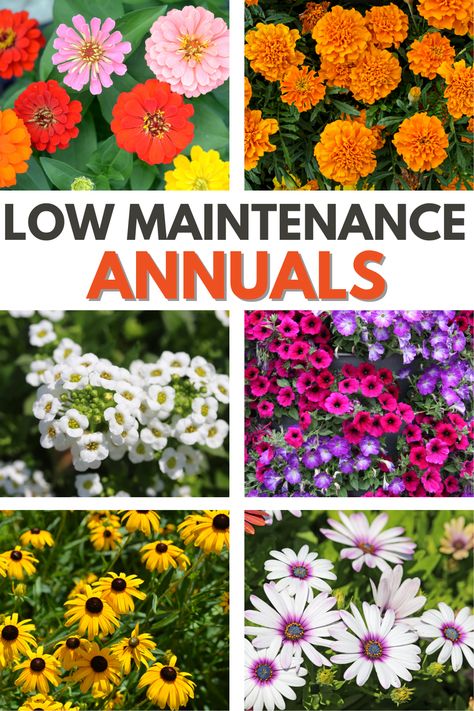 Colorful annual flowers that are easy to grow and require minimal care! This list covers low-maintenance annuals perfect for busy gardeners or beginners. #lowmaintenanceannuals #lowmaintenance #annuals #annualflower #garden Annual Landscape Ideas, Seasonal Flower Beds, Summer Annual Flowers, Perennial And Annual Flower Beds, Annual Flowers For Partial Sun, Small Flower Garden Ideas Full Sun, Short Flowers For Flower Bed, Easy Annual Flowers, Annual Flowers For Full Sun Front Yards