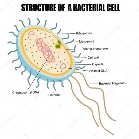 Prokaryotic Cell Drawing, Bacterial Cell Structure, Bacteria Cell, Cell Drawing, Bacterial Cell, Cell Diagram, Prokaryotic Cell, Eukaryotic Cell, Plasma Membrane