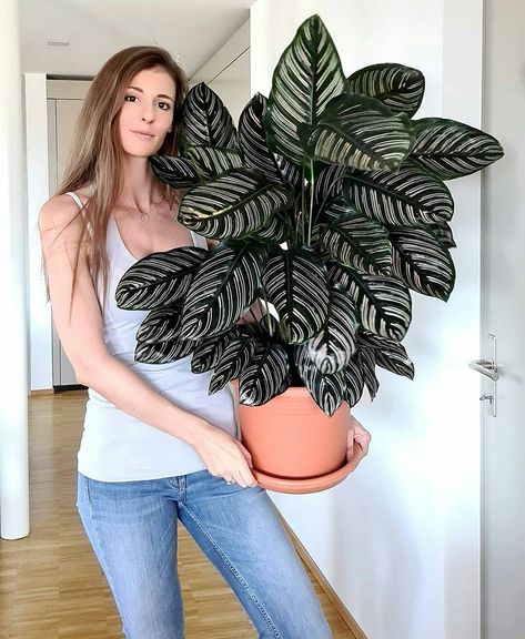 Calathea Ornata, Plant Wishlist, Growing Plants Indoors, Planter Design, Indoor Jungle, Plant Lady, Growing Plants, Indoor Plants, Strapless Top