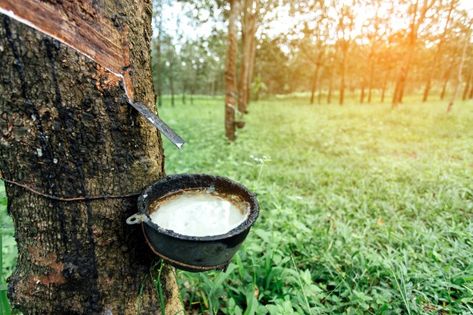 Recruitment Agency, Rubber Plant, Rubber Tree, Plastic Bowls, Recruitment Agencies, Garden Trees, Natural Latex, Alam Semula Jadi, Aerial View