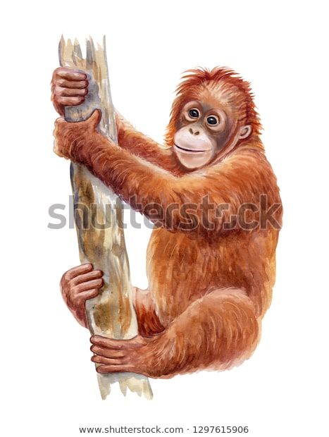 Find Orangutan Realistic Red Monkey On Tree stock images in HD and millions of other royalty-free stock photos, illustrations and vectors in the Shutterstock collection. Thousands of new, high-quality pictures added every day. Monkey On Tree, Animals Monkey, French Images, Monkey Drawing, Monkey Illustration, Red Monkey, Animal Nursery Theme, Animal Activism, Lovely Images