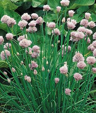 Chives, Common Starting Seeds Outdoors, Edible Lavender, Chive Seeds, Growing Chives, Chives Plant, Growing Cucumbers, Starting Seeds Indoors, House Updates, Apple Trees