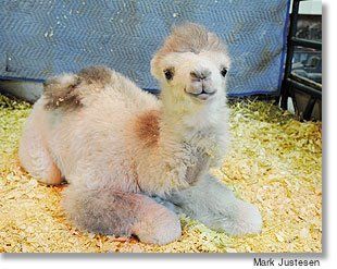 fluffy little dramadarie.  Why, hello baby camel.  Great article attached to this pic.  =) Bactrian Camel, Baby Camel, Funny Dog Shirts, Endangered Animals, Hello Baby, Sweet Animals, Animal Photo, Cute Little Animals, 귀여운 동물