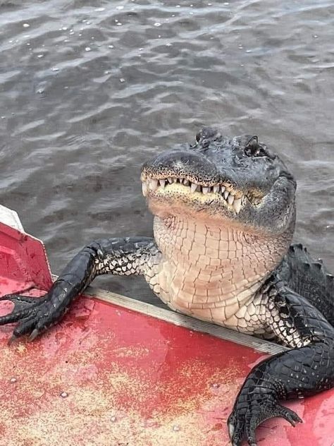 Louisiana Photogenic Alligator 😊 Crocodile Pictures, Scary Animals, Cute Reptiles, Pretty Animals, Silly Animals, Crocodiles, Reptiles And Amphibians, Funny Animal Memes, Cute Little Animals