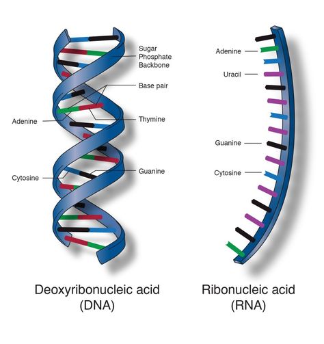 Nucleic Acid Structure, Nucleic Acid, Medical School Essentials, Protein Synthesis, Diagram Design, Mermaid Coloring, Biochemistry, Biotechnology, Genetic