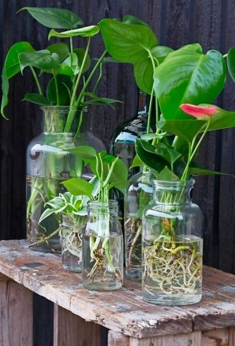 Indoor Plant Room, Plant Ideas Indoor, Indoor Plant Hacks, Plants Ideas Indoor, Plants Low Light, Water Plants Indoor, Hyacinth Plant, Plants Grown In Water, Tanaman Air