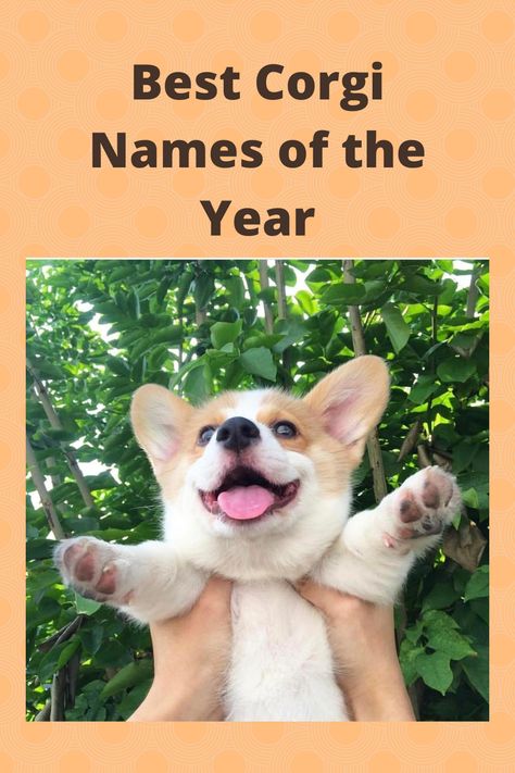 Corgi Puppy Tips, Corgi Must Haves, Mini Corgi Full Grown, Corgi Names List Male, Corgi Names Female, Corgi Haircut Styles, Cute Corgis, Funny Corgi Pictures, Corgi Mix Puppies