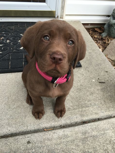 Lab Puppies Chocolate, Puppy Chocolate Lab, Chocolate Labs Puppy, English Chocolate Lab, Brown Lab Puppy, Brown Labrador Puppy, Chocolate Labrador Puppy, Dog Drawing Reference, Brown Lab