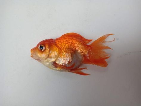 Cute Photography Ideas, Goldfish Photography, Funny Pet Photos, Fish Photography, Dead Fish, Pet Photos, Funny Animal Photos, Pet Fish, Gcse Art