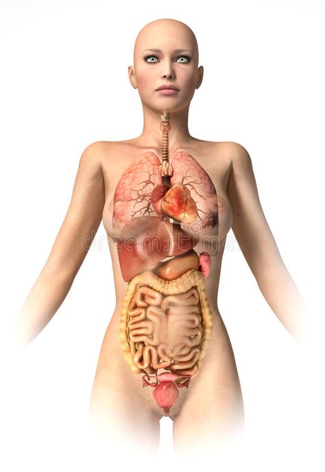 Woman body with interior organs superimposed. stock illustration Anatomy Images, Human Lungs, Internal Organs, Stock Photos Woman, Body Organs, Female Anatomy, Hair Stylist Life, Female Body, Alternative Health