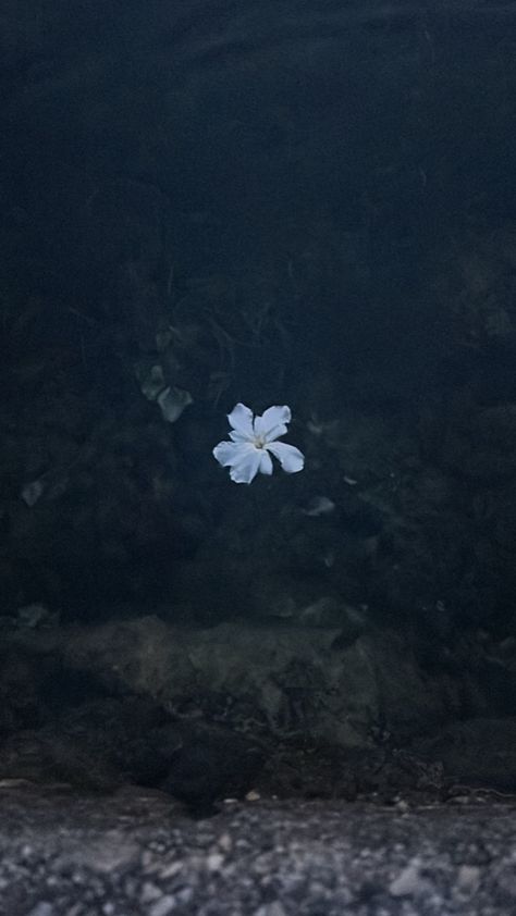 White flower Small White Flowers Aesthetic, Scary Flowers, Small White Flowers, White Flower, White Flowers, Water, Flowers, Pins, White