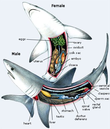 #Male and #female #shark #ocean #beautiful #photooftheday #love #nature Oceanography Marine Biology, Studera Motivation, Shark Facts, Vet Medicine, Biology Notes, Animal Science, Marine Biologist, Cute Shark, Oceanography