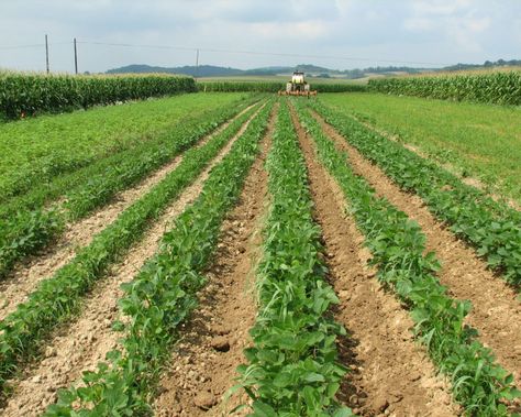 Crop Rotations - Rodale Institute Colossus Of Rhodes, Fact Republic, Root Structure, Farming System, Crop Rotation, Organic Farm, The Statue Of Liberty, Soil Improvement, Soil Health