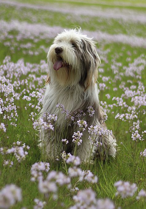 bearded collie makes the list of the best medium dogs 😊 of course Best Medium Sized Dogs, Bearded Collie Puppies, Medium Sized Dogs Breeds, Tibet Terrier, Shaggy Dog, Sheep Dogs, Dog Breeds Medium, Collie Puppies, Tibetan Terrier