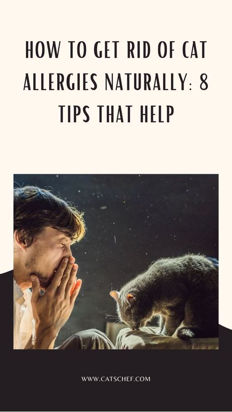 Being allergic to your fur bestie or having a partner who gets the sniffles just by being close to your kitty must be one of the biggest challenges for a cat parent. It’s a constant battle and a true definition of “love hurts.” That’s when you start thinking about how to get rid of cat allergies naturally. #catschef #cat #cats #kitten #kittens #catlover #catlovers #catlife #catoftheday #meow #pets #cute #love #animals #animallovers #kitty #kittycat #persiancat #mainecoon #ragdollcat Natural Remedies For Cat Allergies, Cpr For Cats, How To Get Rid Of Allergies Naturally, Pet Allergy Relief, Cat Allergy Remedies, Cat Cpr, Cat Acne, Cat Allergy, Cat Remedies