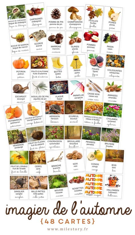 48 cartes de nomenclature imagier de l'automne & sélection de livres + activités   - Milestory Seasons Activities, French Education, Education Degree, Petite Section, Card Book, Fall Pictures, Learn French, Toddler Activities, Book Activities