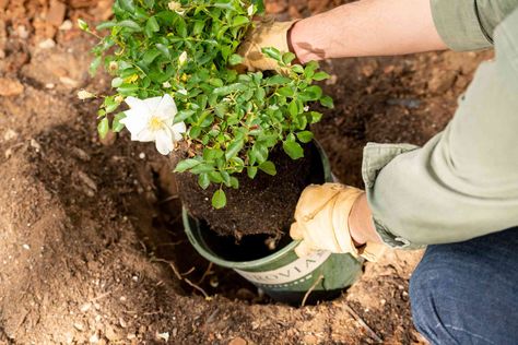 How to Plant Roses Transplanting Roses, Grafting Roses, Rose Diseases, Black Spot On Roses, Container Roses, Rose Plant Care, Food Forest Garden, Rose Cuttings, Rose Varieties