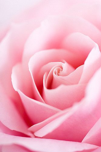 Rose | Flickr - Photo Sharing! Oc Family, Couleur Rose Pastel, Light Pink Roses, Nikon D3100, Coming Up Roses, Colorful Roses, English Roses, Love Rose, Flower Beauty