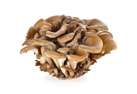 Natural Immune Boosters, Turkey Tail Mushroom, Maitake Mushroom, Mushroom Cultivation, Chaga Mushroom, Edible Mushrooms, Mushroom Powder, Reishi Mushroom, Pet Wellness