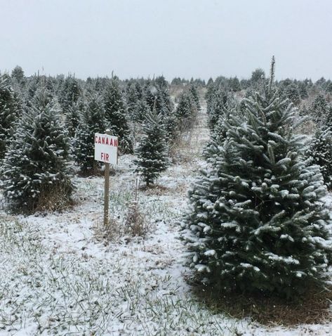 Located in the heart of the Shenandoah Valley, you'll find an utterly picturesque Christmas tree farm. Christmas Farm Aesthetic, Christmas Tree Farm Aesthetic, Mlp Christmas, Texas Christmas Tree, Lovelight Farms, Preppy Zepeto, Christmas Moodboard, Farm Date, Luray Virginia