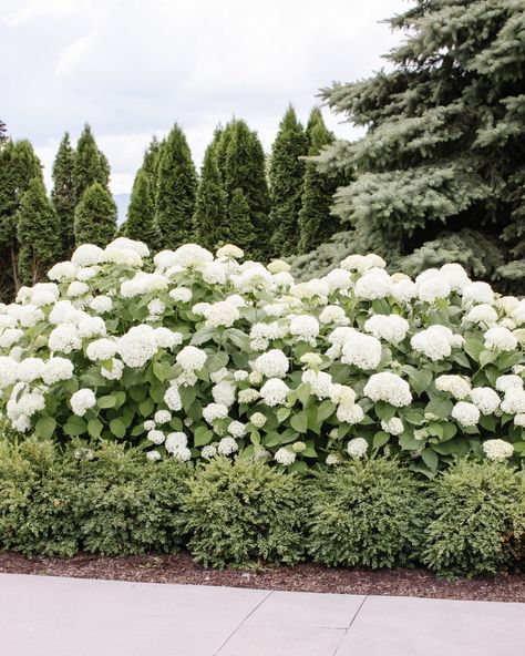 How to Grow Hydrangeas - Fraiche Living Nature, Front Hydrangea Landscaping, Hedge Bushes In Front Of House, Simple House Landscaping, Front Yard Landscaping Hamptons, French Inspired Landscaping, Floral Bushes For Front Yard, Texas Hydrangeas, What To Pair With Hydrangeas