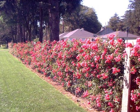 Rose Hedge, Green Fence, Bamboo Trellis, Types Of Fences, Garden Vines, Fence Styles, Front Yard Fence, Fence Lighting, Modern Fence