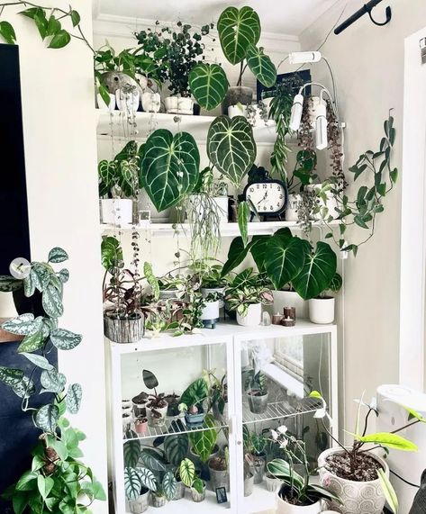 18 IKEA Greenhouse Cabinet DIYs You Should Try Plant Cabinet Display, Greenhouse Hacks, Mini Greenhouse Ideas, Cabinet Greenhouse, Living Room Plant Decor, Room Plant Decor, Ikea Greenhouse Cabinet, Cabinet Hacks, Greenhouse Cabinet