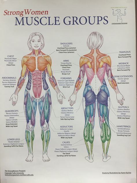 Muscles groups Body Muscle Anatomy, Punkty Spustowe, Muscles Workout, Human Muscle Anatomy, Basic Anatomy And Physiology, Yoga Anatomy, Výtvarné Reference, Human Body Anatomy, Human Anatomy Drawing