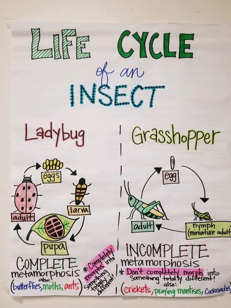 Insect Life Cycle Life Cycle 3rd Grade, Insect Centers, Insect Life Cycle, Science Life Cycles, Science Anchor Charts, Animal Life Cycles, Classroom Anchor Charts, Nature School, Chemistry Lessons