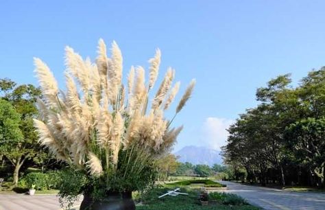 Pampas Grass in Pots: A Gardener's Guide to Portable Beauty Pampas Grass In Pots, Grass In Pots, Purple Pampas Grass, Cortaderia Selloana, Pink Pampas Grass, Grass Decor, Pampas Grass Decor, Overwintering, Ornamental Grasses