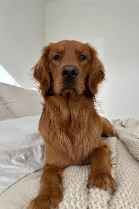 Adorable 1.5 year old red golden retriever melting hearts! Red Hair Golden Retriever, Auburn Golden Retriever, Dark Brown Golden Retriever, Dark Golden Retriever Puppy, Ginger Golden Retriever, Red Golden Retriever Aesthetic, Red Retriever Puppy, Golden Retriever Dark, Brown Golden Retriever