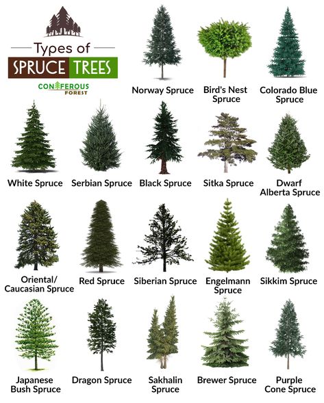 Spruce tree and its types with pictures. What does it look like, where and how fast does it grow, how long does it live, what are its uses Blue Wonder Spruce, Alberta Spruce Landscaping, Arkansas Gardening, Pinus Tree, White Spruce Tree, Norway Spruce Tree, Serbian Spruce, Blue Spruce Tree, Colorado Spruce