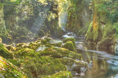 숲 사진, Fairy Glen, Matka Natura, Seni Vintage, Fairycore Aesthetic, Ethereal Aesthetic, Fairy Aesthetic, Green Forest, Forest Fairy