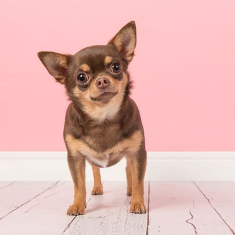 Chihuahuas come in two coat varieties, short and long hair. The smooth coat is easier to maintain since these dogs only need baths and occasional brushing. Poodle Teddy Bear Cut, Popular Dog Names, Brown Chihuahua, Low Maintenance Pets, Dog Standing, Basenji Dogs, Short Haired Dogs, Toy Dog Breeds, Dog Brain