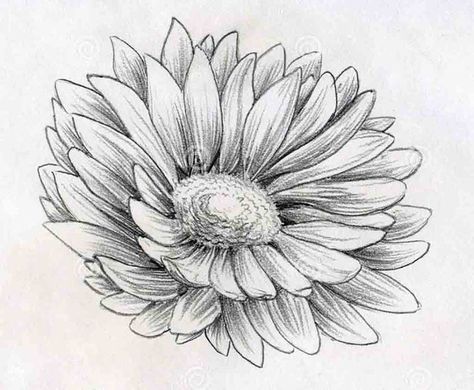 Flower Drawings on Pinterest | Drawings, How To Draw Flowers and ... Pencil Drawing Images Flowers, Drawing Daisy, Flower Drawing Tumblr, Daisy Flower Drawing, Flower Sketch Pencil, Daisy Drawing, Nature Drawings, Hipster Drawings, Art Du Croquis