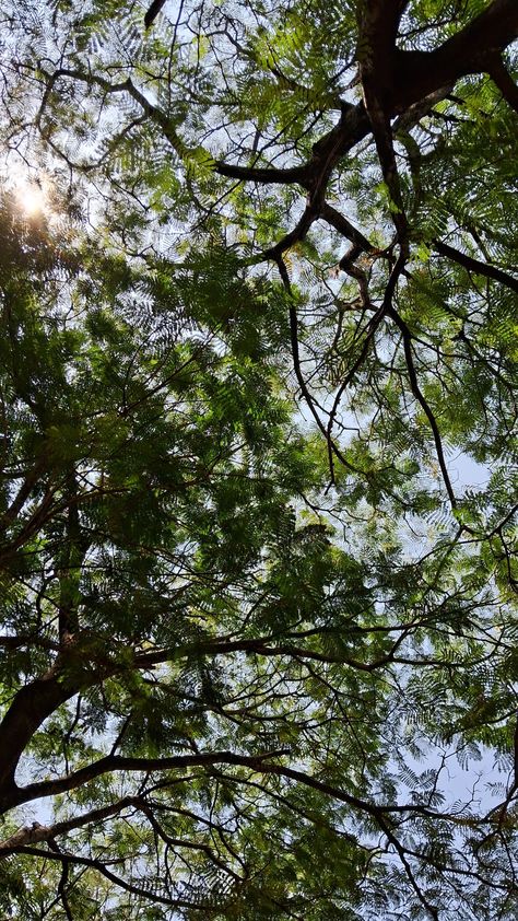 Tree and sky,canopy,calm,nature Peace Nature Wallpaper, Green Background Aesthetic Nature, Calm Nature Wallpaper, Nature Asthetics Photos Wallpaper, Calm Aesthetic Pictures, Green Asthetics Photos Widgets, Calm Pictures Aesthetic, Aesthetic Calm Photos, Tree Asthetic Picture