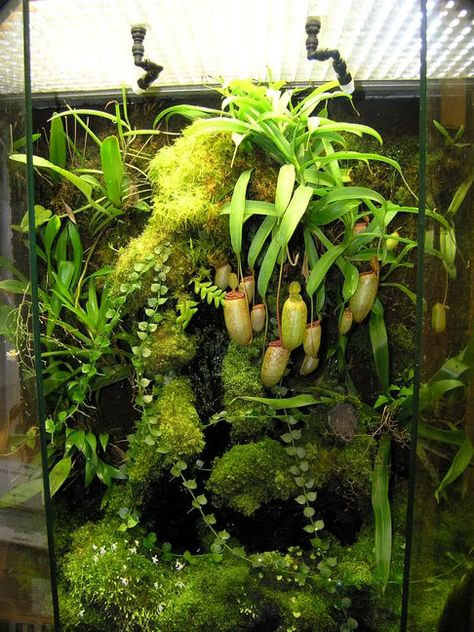 Jardín Vertical Pitcher Plant Terrarium, Vertical Terrarium, Carnivorous Plants Terrarium, Bioactive Vivarium, Tropical Terrariums, Orchid Terrarium, Frog Terrarium, Aquarium Landscape, Plant Terrarium