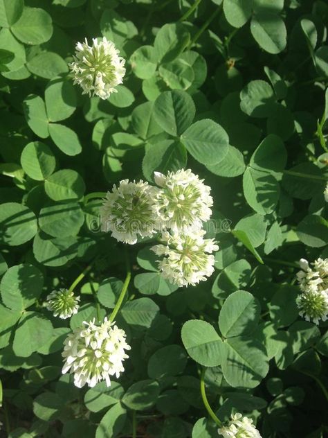 White Clover Flowers. White clover flowers in Jersey City, NJ #Sponsored , #affiliate, #ad, #Clover, #clover, #City, #Flowers Clover Core Aesthetic, Four Leaf Clover Aesthetic, Clover Aesthetic, Evermore Aesthetic, Colour Mood, Lilies Of The Field, White Clover, Sage Green Wallpaper, Wedding Binder