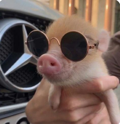 Cute Pigs Aesthetic, Piglet Aesthetic, Pig Aesthetic, Micro Pigs, Cute Piglets, Baby Farm Animals, Funny Pigs, Cute Small Animals