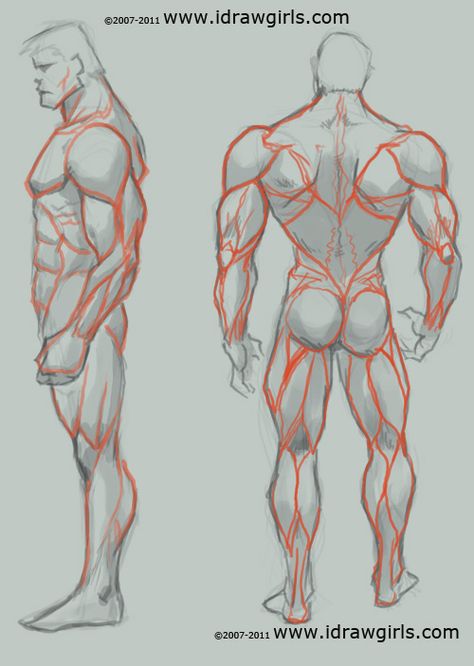 Man Anatomy, Draw And Paint, Human Anatomy Drawing, Human Figure Drawing, Human Anatomy Art, Anatomy Sketches, Anatomy For Artists, Body Reference Drawing, Drawing Studies