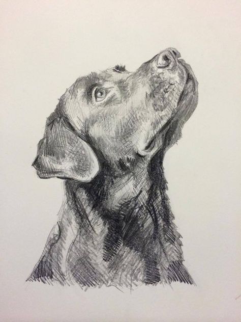 lab/kinda of a goal Frostbitten Aesthetic, Dog Pencil Drawing, Draw Dogs, Labrador Art, Dog Drawings, Lab Dog, Dog Sketch, 흑백 그림, Graphite Drawings