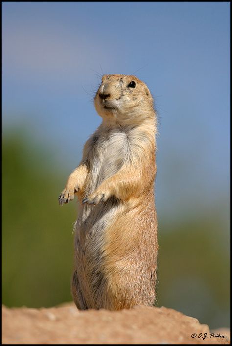 Prairie Dog Dogs Kissing, Cute Animal Tattoos, Prairie Dogs, Animals Tattoo, Tattoo Nature, Dog Kisses, Tennessee Football, Wild Country, Wild Kingdom