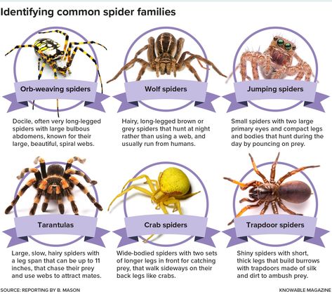 Spider guide Spider Identification Chart, Spider Facts, Spider Chart, Spider Identification, Common Spiders, Spider Fact, Amazing Insects, Crab Spider, Types Of Spiders