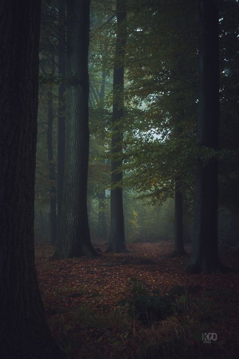 Some photos I shot in northern Germany mostly in the early hours. Dandelion Pictures, Dark Wood Background, Dark Naturalism, Dark Green Aesthetic, Dark Paradise, Into The Woods, Deep Forest, Wood Background, Samhain